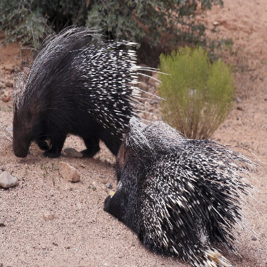 Porcupine cleaning his t...